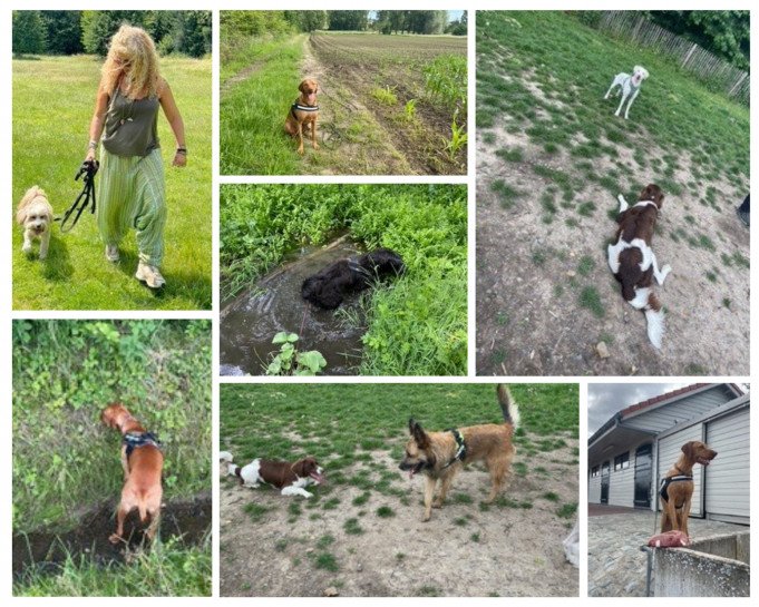 Hondenfluisteraar Gent Hondentherapeut Oost-Vlaanderen Hondengedragstherapeut Oost-Vlaanderen Hondentraining Zele Hondenfluisteraar Oost-Vlaanderen Hondentrainer Sint-Niklaas Hondentraining Aals Hondentraining Buggenhout Hondentraining Gent Hondentraining Buggenhout Hondentraining Geraardsbergen Hondencoach Gent Hondentrainer Ninove Hondentrainer Gent Denderleeuw, Oost-Vlaanderen